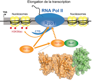 The box C/D snoRNP assembly factor Bcd1 interacts with the histone chaperone Rtt106 and controls its transcription dependent activity