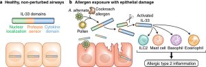 Mass spectrometry analysis of IL-33 proteolytic maturation