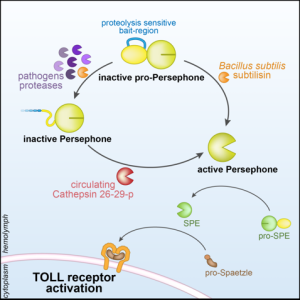 N-terminal oriented proteomics approach