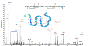 Structure of bacteriocins produced by the human gut symbiont revealed by Top-Down MS