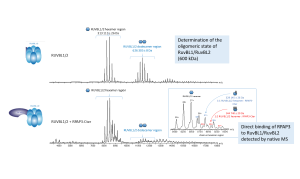 Native MS for the determination of R2TP subcomplexes stoichiometries