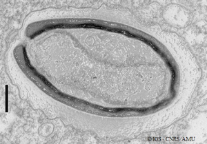 Proteomic characterization of the emerging Pandoraviridae family