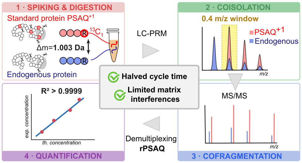 PSAQ+1 : a smarter standard for absolute protein quantification